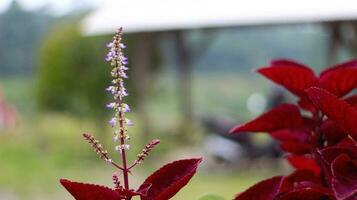 The Aerva sanguinolenta plant has red spinach leaves and yellow and white flowers with a blurred background photo