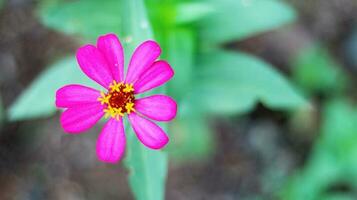 Pink zinnia peruviana flower with yellow red threads and perfect petals stock photo