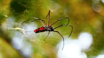 valores foto de dorado tejedor de orbes araña rojo rojo cuerpo, rojo piernas y amarillo anillos en contra un borroso antecedentes