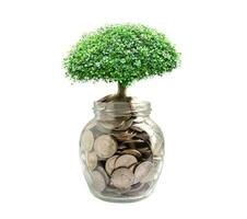 Tree plumule leaf on save money coins, Business finance saving banking investment concept. photo