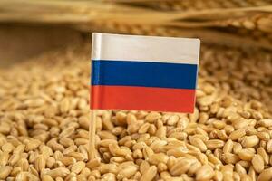 Grains wheat with Russia flag with stop sign, trade export and economy concept. photo