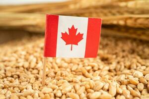 Grains wheat with Canada flag, trade export and economy concept. photo