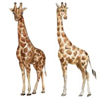 vattenfärg giraff illustration. png