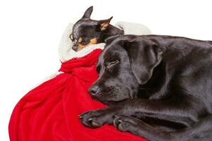 Two dogs on a red blanket. A tricolor chihuahua and a black labrador are sleeping. Pets. photo
