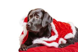 A black labrador retriever dog in Santa Claus clothes lies on a red blanket. Young dog isolate on white. photo