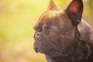 Profile of a French bulldog on a grass background. Portrait of a young dog. photo