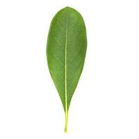 A fresh green leaf on a white background photo