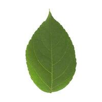 A fresh green leaf on a white background photo