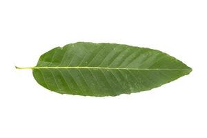 A fresh green leaf on a white background photo