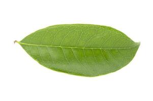 A fresh green leaf on a white background photo