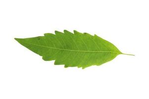 A fresh green leaf on a white background photo