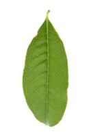 A fresh green leaf on a white background photo