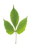 A fresh green leaf on a white background photo