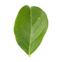 A fresh green leaf on a white background photo