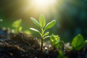 young plant with drop of water in sunlight, Growing plant grow up, photo