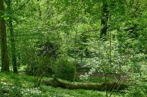 With climate change, more old growth forests are being planted again photo