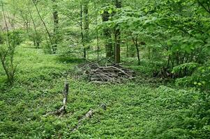 Broken wood in a natural forest photo