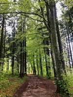Hiking trail through German forest photo