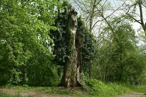 Old rotten dead tree trunk in a natural untouched forest in the Black Forest Germany photo