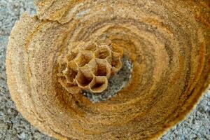 Wasp nest closeup from a high angle photo