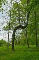 Natural untouched forest in the Black Forest Germany with crooked tree photo