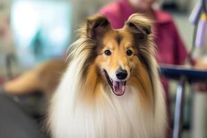 Cute dog at groomer salon, photo