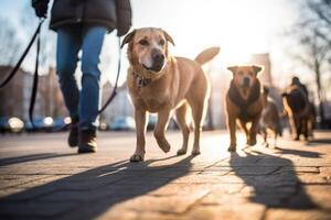 Walking the pack array of dogs, walked by single person in the background on city sidewalk. photo