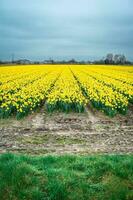 Yellow flowers at the fields in Lisse, The Netherlands. photo