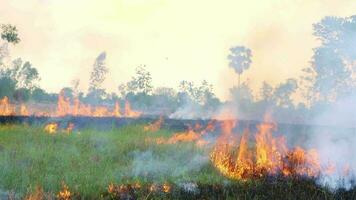 The rice fields burned over a wide area. video