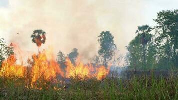 The rice fields burned over a wide area. video