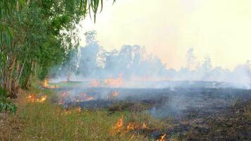 The rice fields burned over a wide area. video