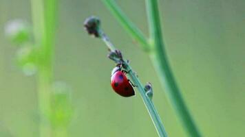 Dotted Ladybug eating plant louse as beneficial insect and plant louse killer as organic pest control and organic pesticide for organic gardening without pesticides against parasites like plant louses video