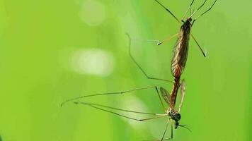 Crane fly couple showing mating behavior in spring for reproduction of gnats and midges in green meadow hanging in grass in close-up macro view with long legs and wings pairing together in mating time video