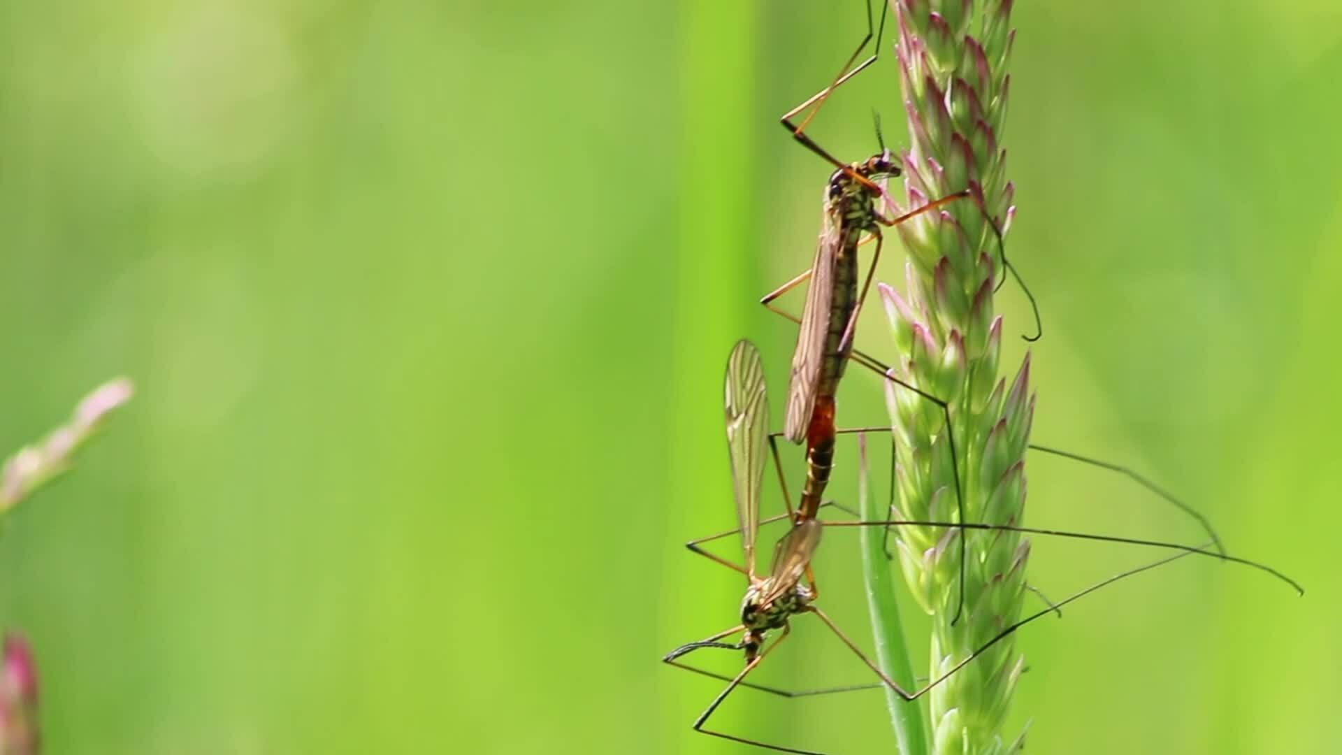 Crane fly couple showing mating behavior in spring for reproduction of