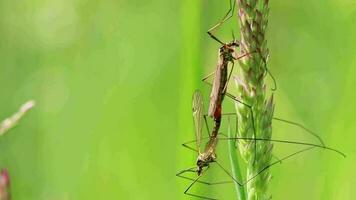 grue mouche couple montrant accouplement comportement dans printemps pour la reproduction de moucherons et moucherons dans vert Prairie pendaison dans herbe dans fermer macro vue avec longue jambes et ailes appairage ensemble dans accouplement temps video