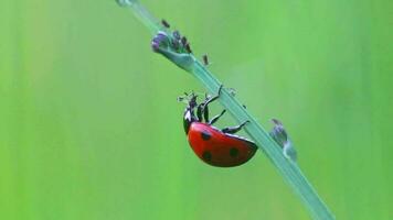 punteado mariquita comiendo planta piojo como beneficioso insecto y planta piojo asesino como orgánico parásito controlar y orgánico pesticida para orgánico jardinería sin pesticidas en contra parásitos me gusta planta piojos video