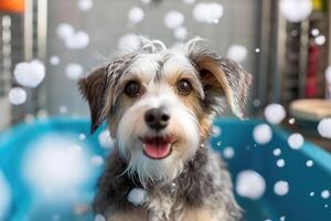 Cute dog taking bath with soap bubbles. photo