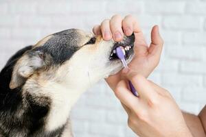 propietario cepillado dientes de linda perro a hogar foto