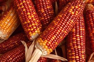 Ripe raw corn ears, autumn harvest, photo