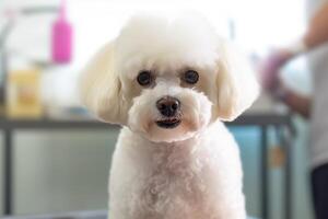 Cute dog at groomer salon, photo