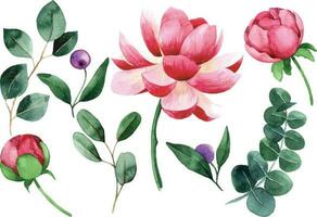 watercolor drawing. set of rose, peony and eucalyptus leaves flowers. pink flowers and green leaves on white background vector