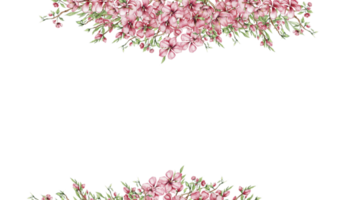 Delicate, pink sakura flowers. Horizontal board, watercolor illustration. For the design and decoration of postcards, posters, stickers, wallpapers, banners, souvenirs. png