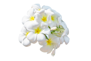 Group of White Frangipani Flower, Plumeria, Temple Tree, Graveyard Tree, isolate on transparent background, PNG File