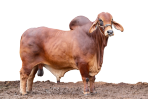 carne gado criador, americano brahman vermelho em a chão, brahman vaca isolado em transparente fundo, png Arquivo