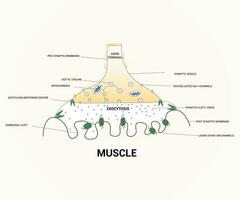 About Diagram Showing Axon Terminal Design Graphic vector