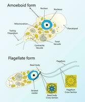 About Amoebboid Flagellate Type of Cell Graphic Design Illustration vector