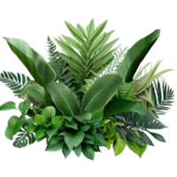 isolated tropical plant and summer tree png