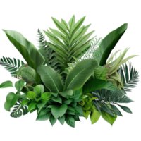 aislado tropical planta y verano árbol png