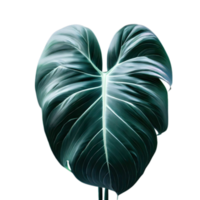 aislado tropical planta y verano árbol png