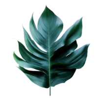 isolated tropical plant and summer tree png